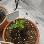 DJ Short - Blueberry Regular F5