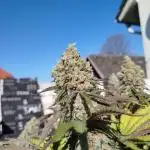 Shining Silver Haze