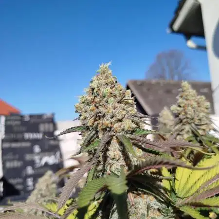 Shining Silver Haze