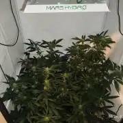 DJ Short - Blueberry Regular F5
