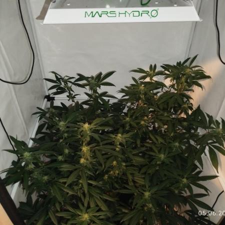 DJ Short - Blueberry Regular F5