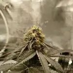 Pinky Bomb #1