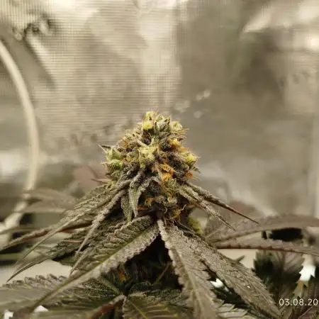 Pinky Bomb #1