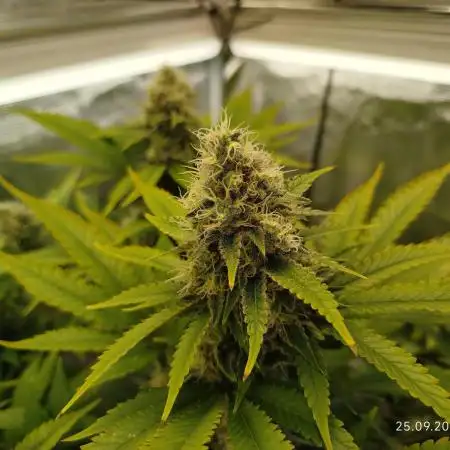 Chocolate Haze RQS