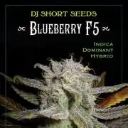 DJ Short - Blueberry Regular F5