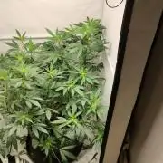 DJ Short - Blueberry Regular F5