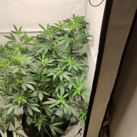 DJ Short - Blueberry Regular F5