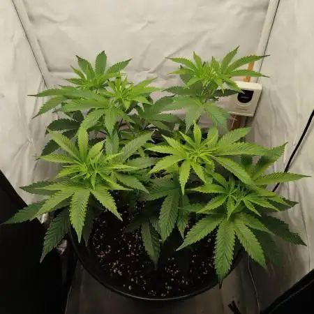 GSC119BK #2