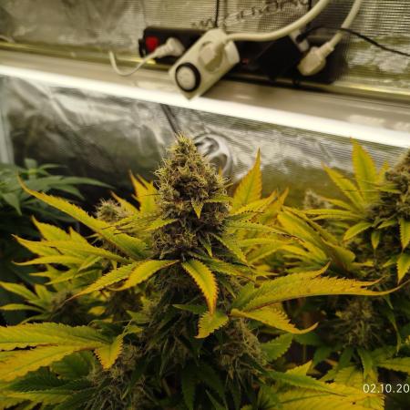 Chocolate Haze RQS