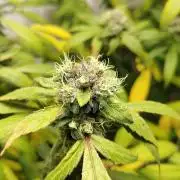 DJ Short - Blueberry Regular F5