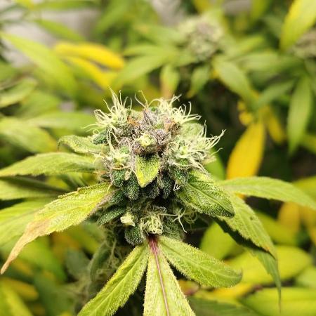 DJ Short - Blueberry Regular F5