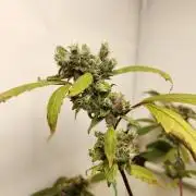 DJ Short - Blueberry Regular F5