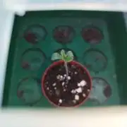 DJ Short - Blueberry Regular F5