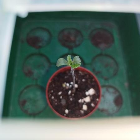 DJ Short - Blueberry Regular F5