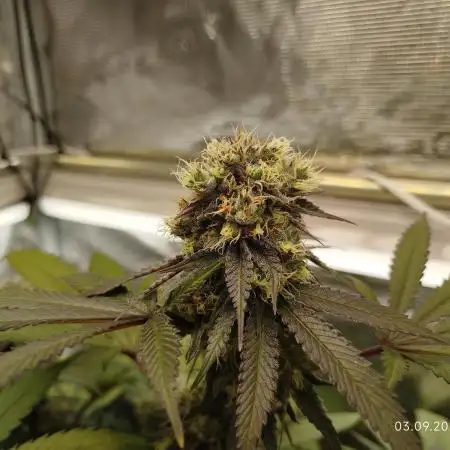 GSC119BK #2