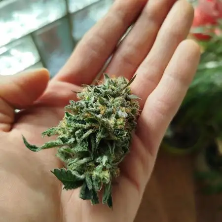 GSC119BK #2
