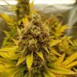 Chocolate Haze RQS