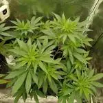 Chocolate Haze RQS