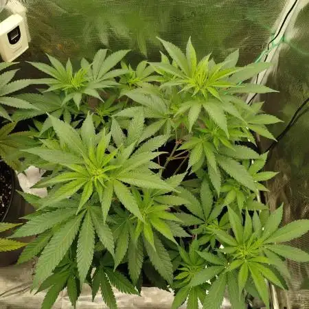 Chocolate Haze RQS