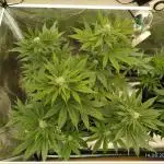 GSC119BK #2