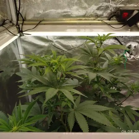 GSC119BK #2
