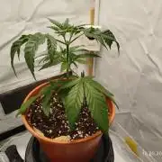 Blue Amnesia