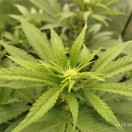 Chocolate Haze RQS