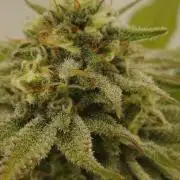 GHS Lemon Orange