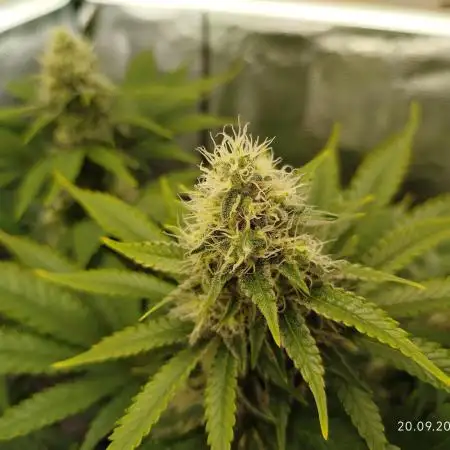 Chocolate Haze RQS