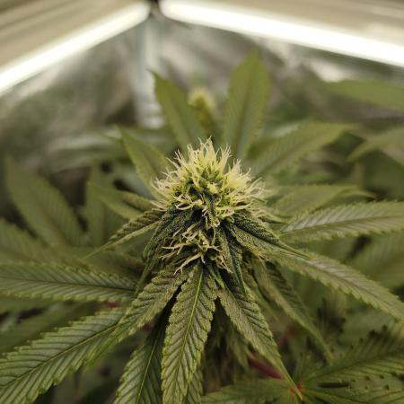 GSC119BK #2