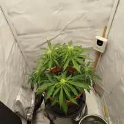 Blue Amnesia