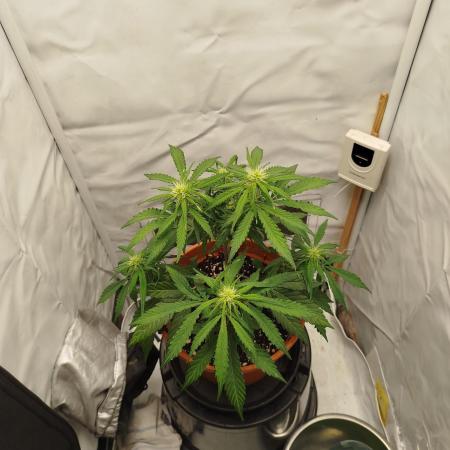 Blue Amnesia