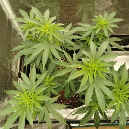 GSC119BK #2