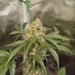 Special Queen #1