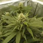 Chocolate Haze RQS