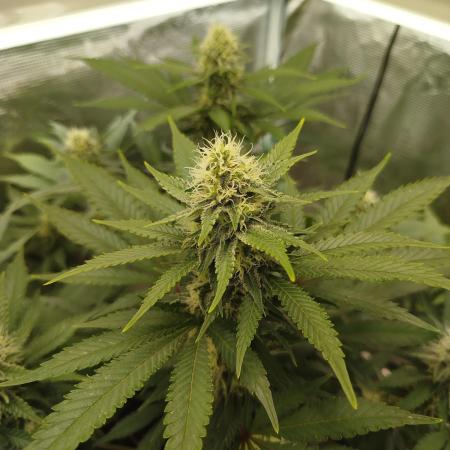 Chocolate Haze RQS