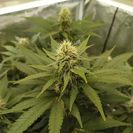 Chocolate Haze RQS
