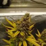 Chocolate Haze RQS