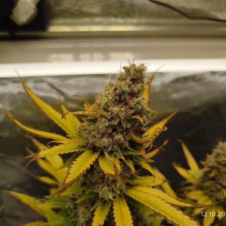 Chocolate Haze RQS