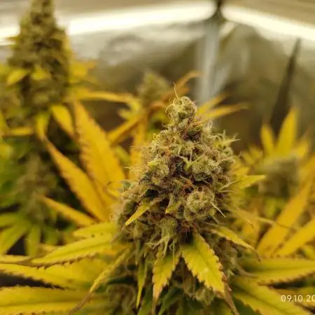 Chocolate Haze RQS