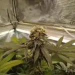 GSC119BK #2