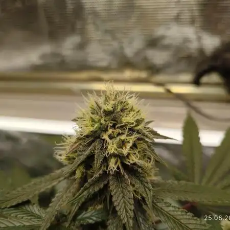 GSC119BK #2