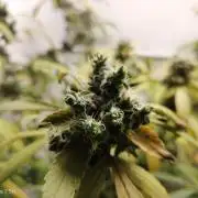 DJ Short - Blueberry Regular F5