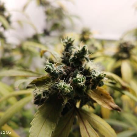 DJ Short - Blueberry Regular F5