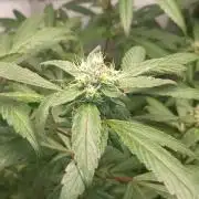 DJ Short - Blueberry Regular F5
