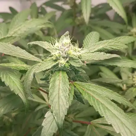 DJ Short - Blueberry Regular F5
