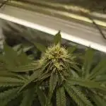 GSC119BK #2