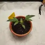Cinny '25