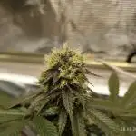 GSC119BK #2