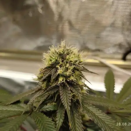 GSC119BK #2